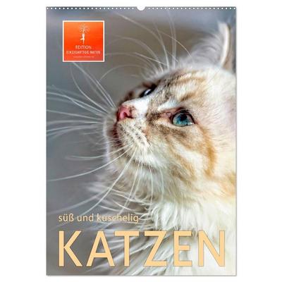 Katzen - süß und kuschelig (Wandkalender 2026 DIN A2 hoch), CALVENDO Monatskalender
