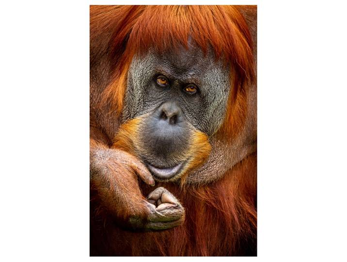 Alubild Orang-Utan image LAND