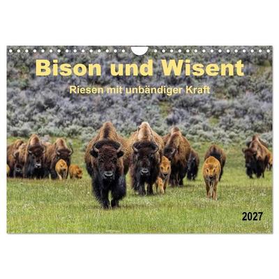 Bison und Wisent - Riesen mit unbändiger Kraft (Wandkalender 2027 DIN A4 quer), CALVENDO Monatskalender