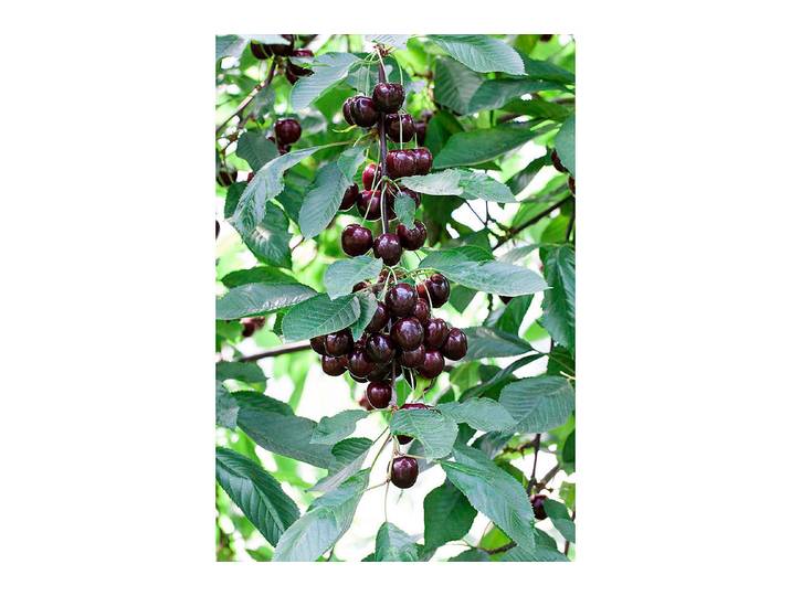 Süsskirsche Narana ' (Prunus avium 'Narana '), 160-200 cm inklusive Topf'