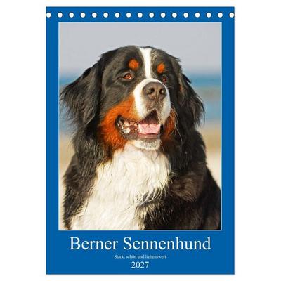 Berner Sennenhund - stark , schön und liebenswert (Tischkalender 2027 DIN A5 hoch), CALVENDO Monatskalender