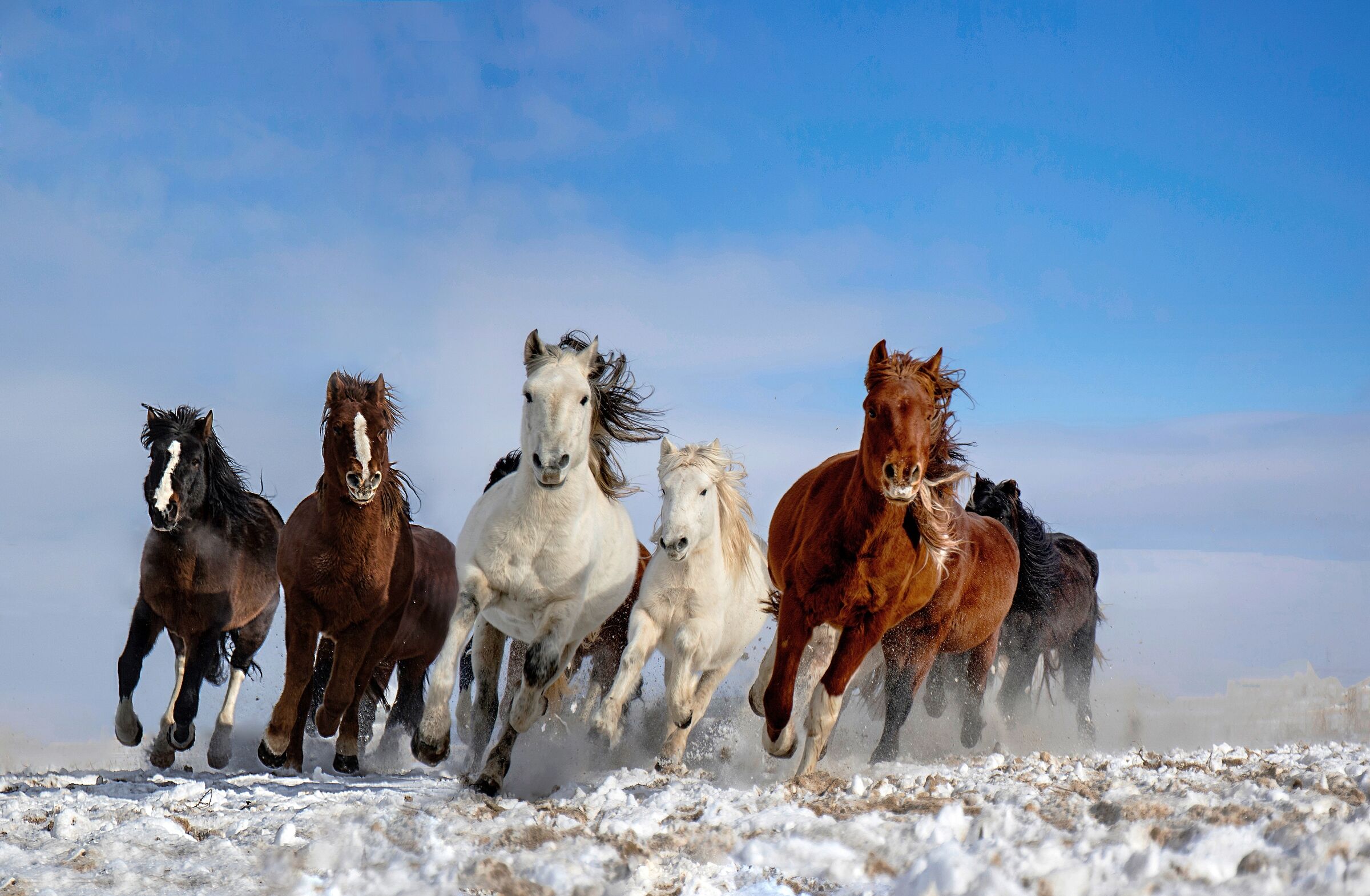 Fototapete PAPERMOON "Photo-Art LIBBY ZHANG, MONGOLEI-PFERDE", bunt, B:5m L:2,8m, Vlies, Tapeten, Fototapete