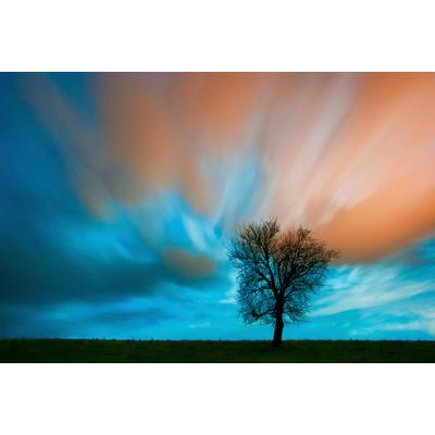 Fototapete PAPERMOON "Baum auf Wiese", bunt, B:3,5m L:2,6m, Vlies, Tapeten