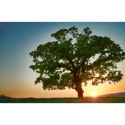 Fototapete PAPERMOON "BAUM-NATUR LANDSCHAFT HERBST WALD BÄUME SONNENUNTERGANG", bunt, B:3m L:2,23m, Vlies, Tapeten
