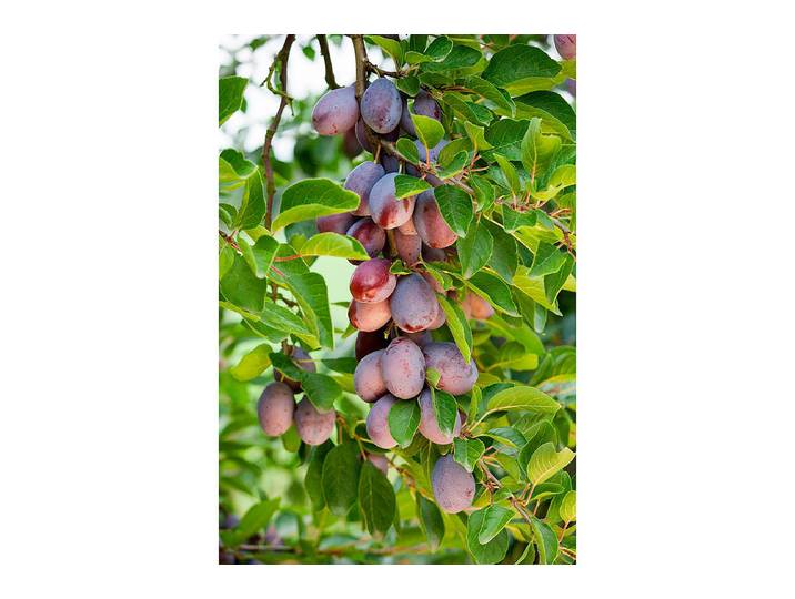 Zwetschge Bärtschis Frühzwetschge ' (Prunus domestica subsp. domestica 'Bärtschis Frühzwetschge ') 120-140cm inklusive Topf'