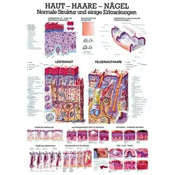 anat. Lehrtafel: Haut - Haare - Nägel 70 x 100 cm, Papier