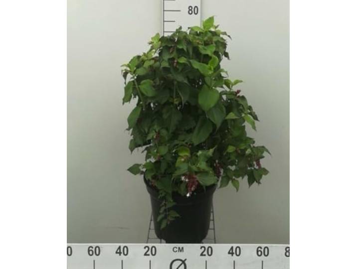 Leycesteria form. 'Purple Rain' - Fazantenbes, Karamelbes, Grootmoeders Oorbel 40-50 cm in pot