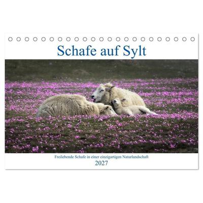 Schafe auf Sylt (Tischkalender 2027 DIN A5 quer), CALVENDO Monatskalender