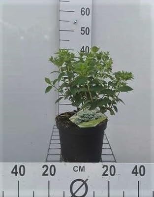 Pluimhortensia Hydrangea paniculata Bobo in pot 30 cm