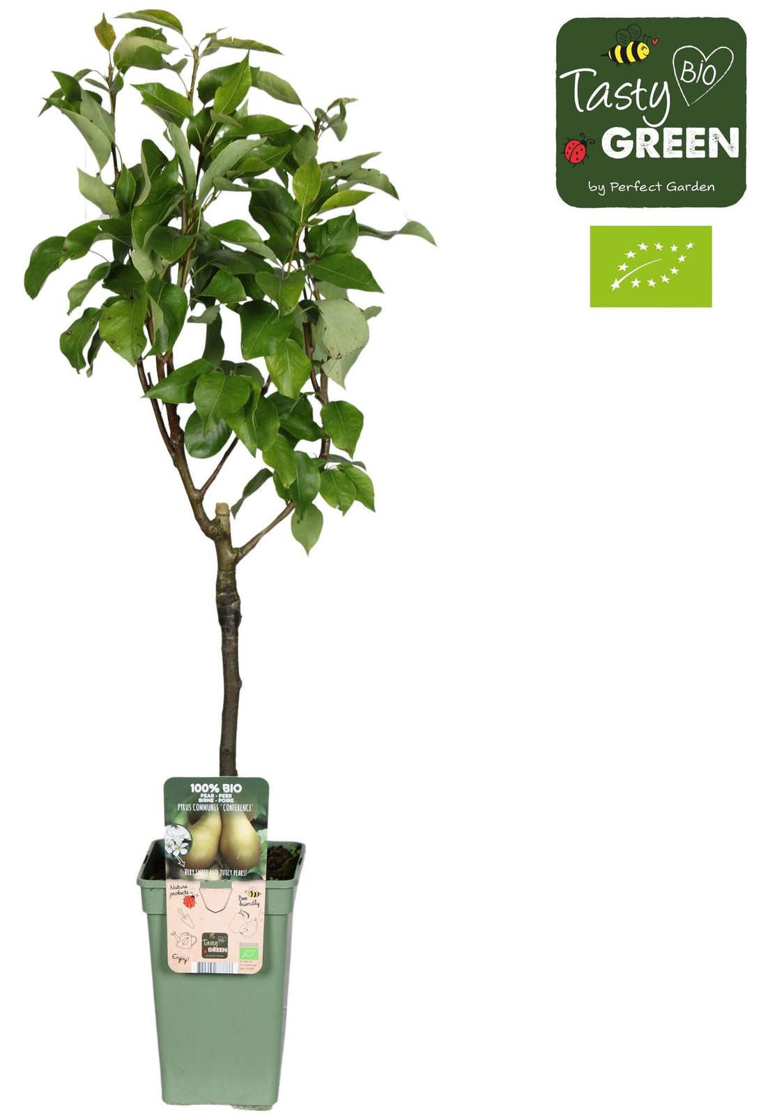 JUNAVERA Pyrus communis Conference perenboom op stam, 60 cm hoog, zelfbestuivende handpeer