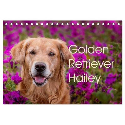 Golden Retriever Hailey Fotokalender (Tischkalender 2026 DIN A5 quer), CALVENDO Monatskalender