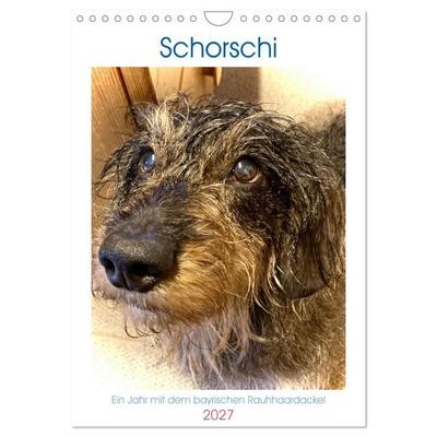 Schorschi – Ein Jahr mit dem bayrischen Rauhhaardackel (Wandkalender 2027 DIN A4 hoch), CALVENDO Monatskalender