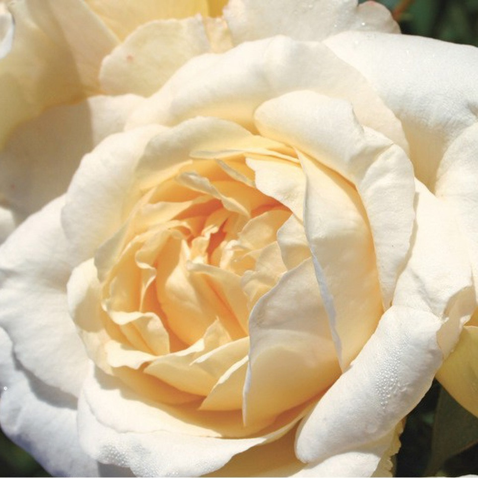 Kordes Eleganza® roos - Rosa 'La Perla'®