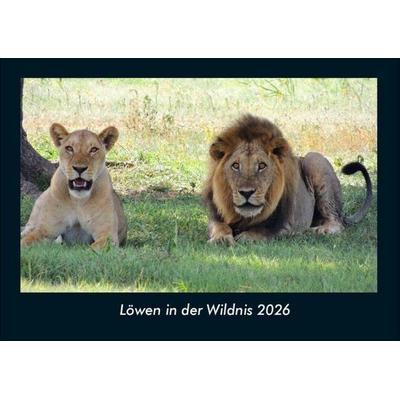 Löwen in der Wildnis 2026 Fotokalender DIN A4