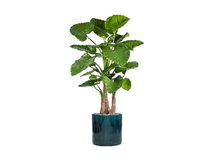 Pflanzen Arrangement „Alocasia Calidora in Cylinder“ Keramik Baq Design