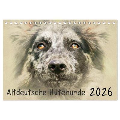 Altdeutsche Hütehunde 2026 (Tischkalender 2026 DIN A5 quer), CALVENDO Monatskalender