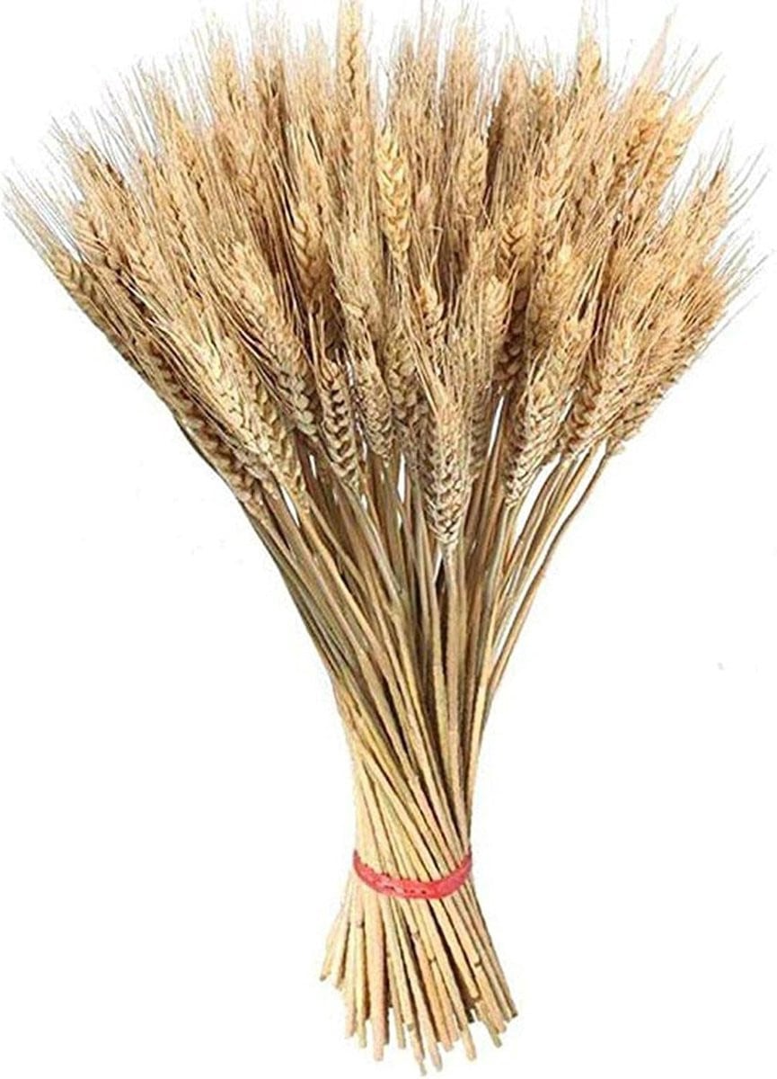100 stuks Gedroogde Tarwe Bloemen voor Natuurlijke Decoratie