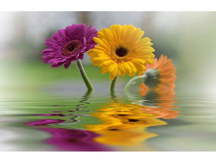 Fototapete PAPERMOON BLUMEN-SCHNEEGLÖCKCHEN PFLANZEN REFLEXION DEKO ABSTRAKT , bunt, B:2,5m L:1,86m, Vlies, Tapeten, Fototapete