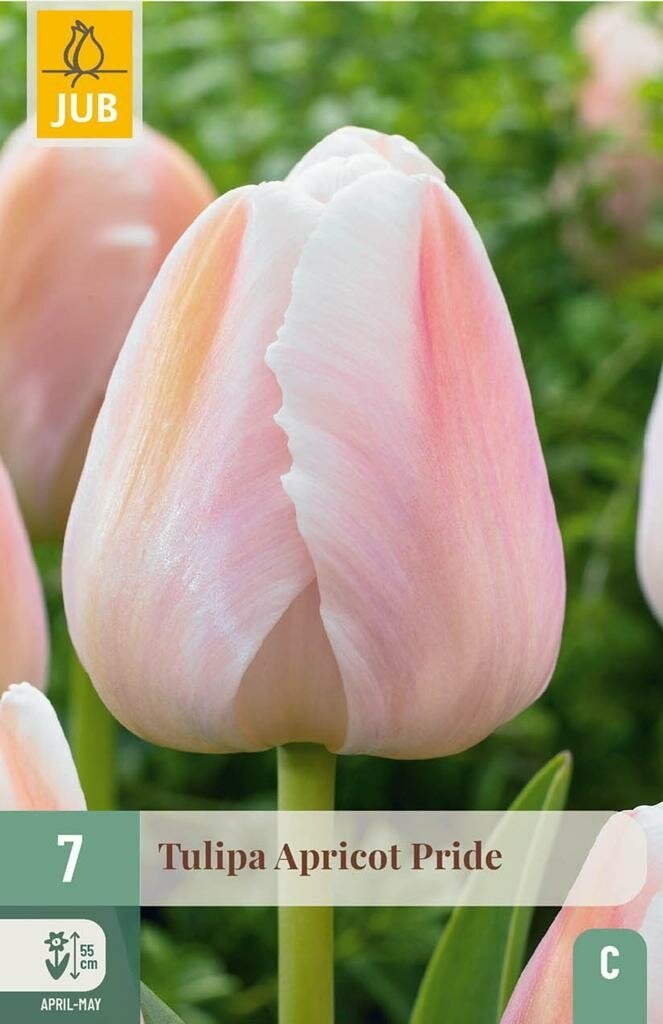 Jub Tulp Apricot Pride 7 bollen