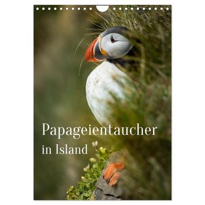 Papageientaucher in Island (Wandkalender 2026 DIN A4 hoch), CALVENDO Monatskalender