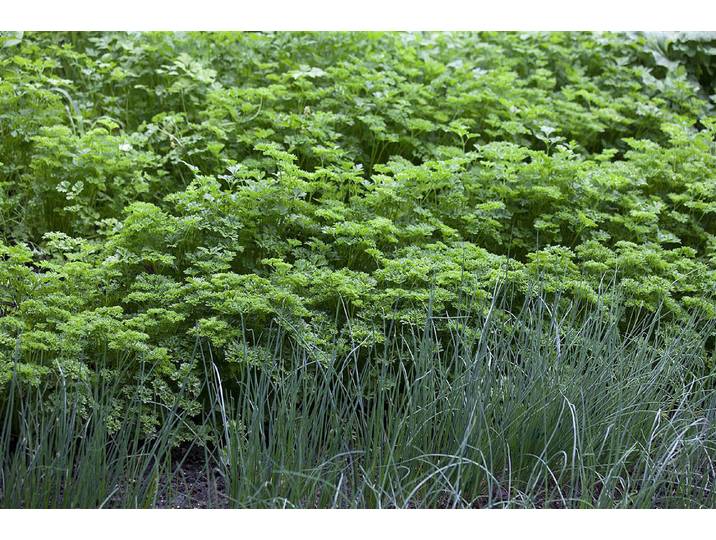 Naturaplan Krause Petersilie Petroselinum crispum ⌀ 13 cm