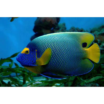 Fototapete PAPERMOON "Fisch", bunt, B:3,5m L:2,6m, Vlies, Tapeten