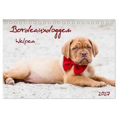 Bordeauxdoggen Welpen (Tischkalender 2027 DIN A5 quer), CALVENDO Monatskalender