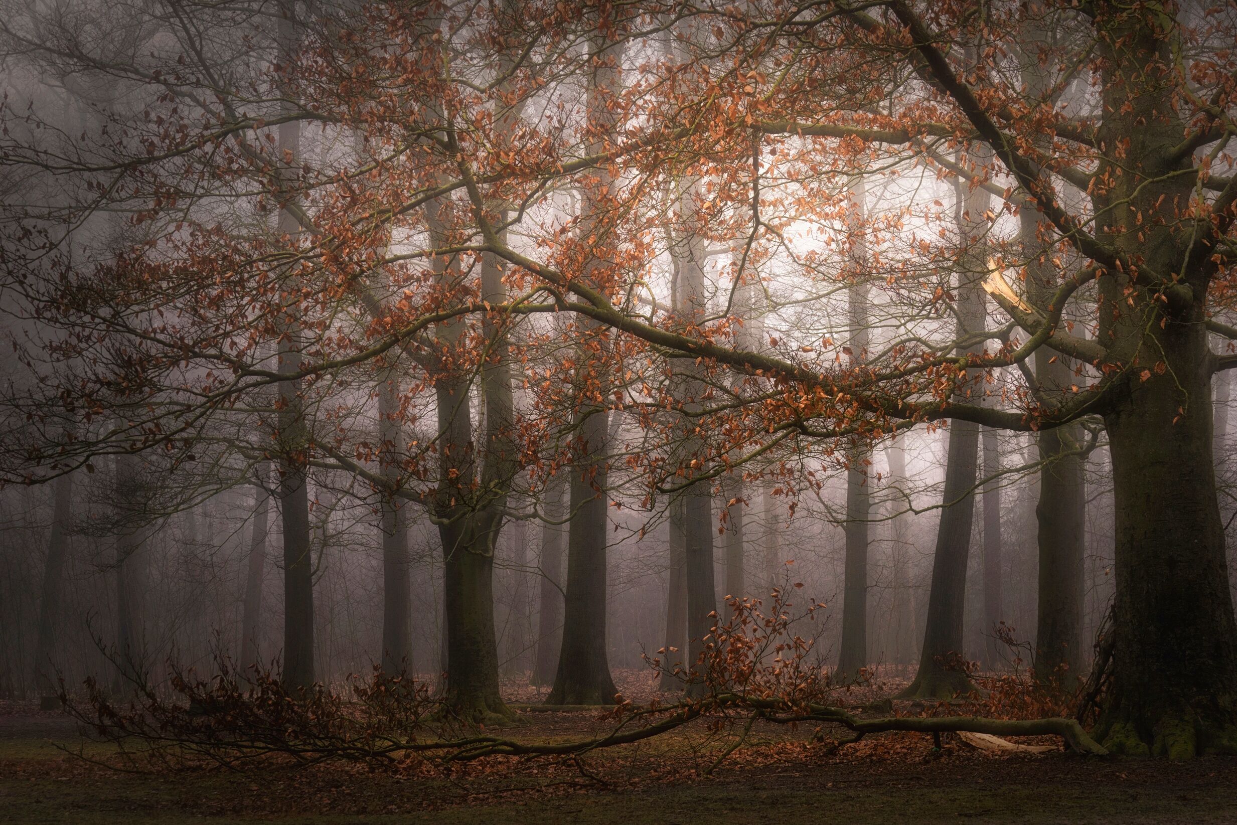 Fototapete PAPERMOON "Photo-Art SASKIA DINGEMANS, NEBELIGER GEDÄCHTNIS DER VERGANGENHEIT", bunt, B:2,5m L:1,86m, Vlies, Tapeten, Fototapete bunt B/L: 2,5m x 1,86m, Bahnen: 5 Stk.
