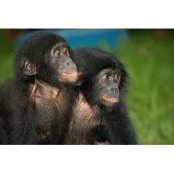 Fototapete PAPERMOON "Baby Bonobos", bunt, B:4,5m L:2,8m, Vlies, Tapeten