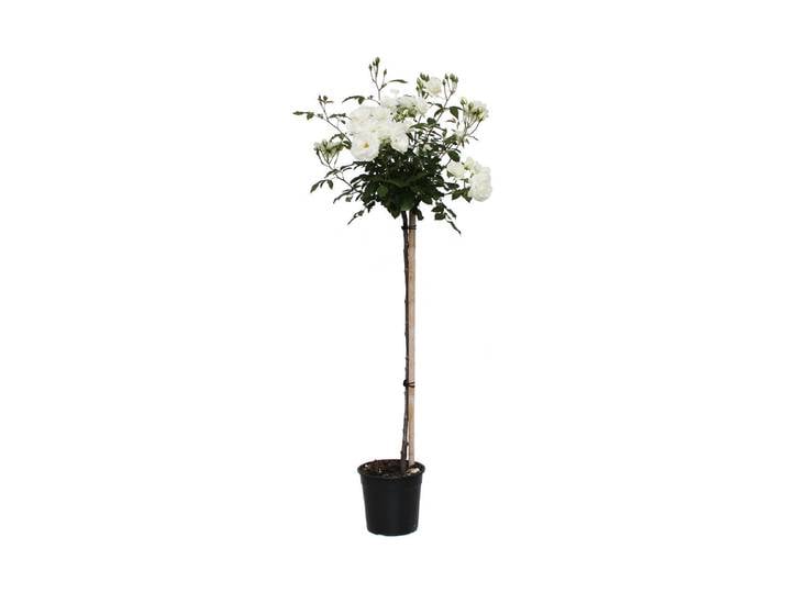 Strauchrose Schneewittchen '®(Rosa 'Schneewittchen '®, Stamm), TopfgrösseØ29cm'
