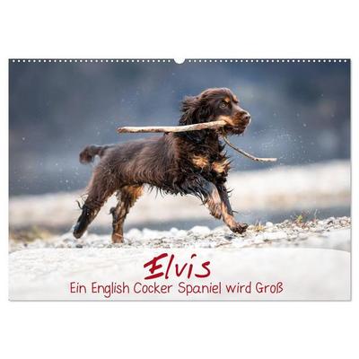 Elvis ein Engl. Cocker Spaniel wird Groß (Wandkalender 2026 DIN A2 quer), CALVENDO Monatskalender