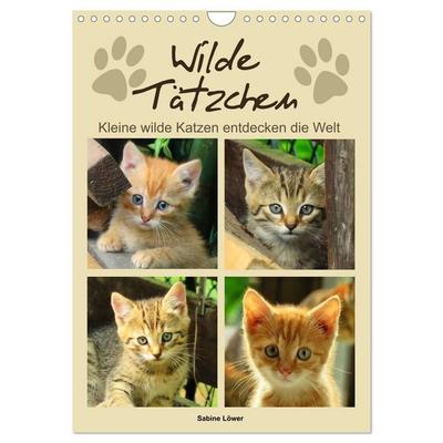 Wilde Tätzchen, kleine wilde Katzen entdecken die Welt (Wandkalender 2027 DIN A4 hoch), CALVENDO Monatskalender