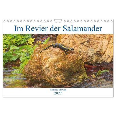 Im Revier der Salamander (Wandkalender 2027 DIN A4 quer), CALVENDO Monatskalender
