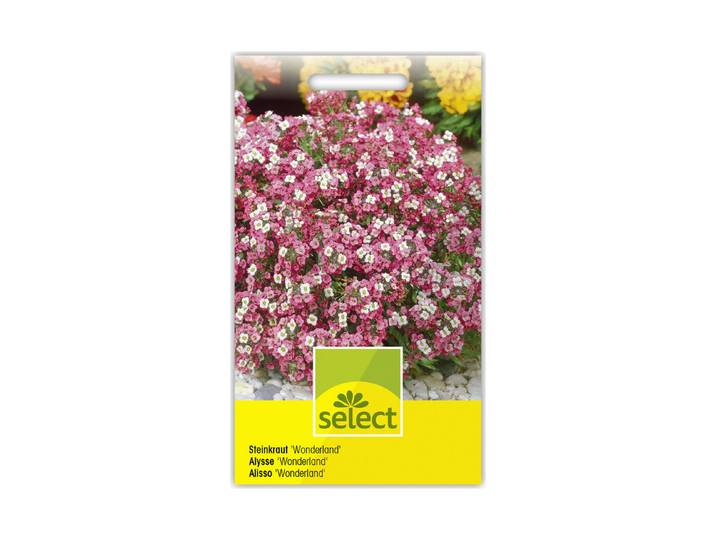 Select Rosarotes Steinkraut Wonderland