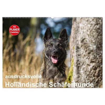 ausdrucksvolle Holländische Schäferhunde (Wandkalender 2026 DIN A2 quer), CALVENDO Monatskalender