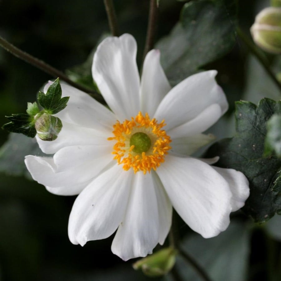 6x Anemoon hybrida Snow Angel Anemoon hybride in pot van 9x9 cm