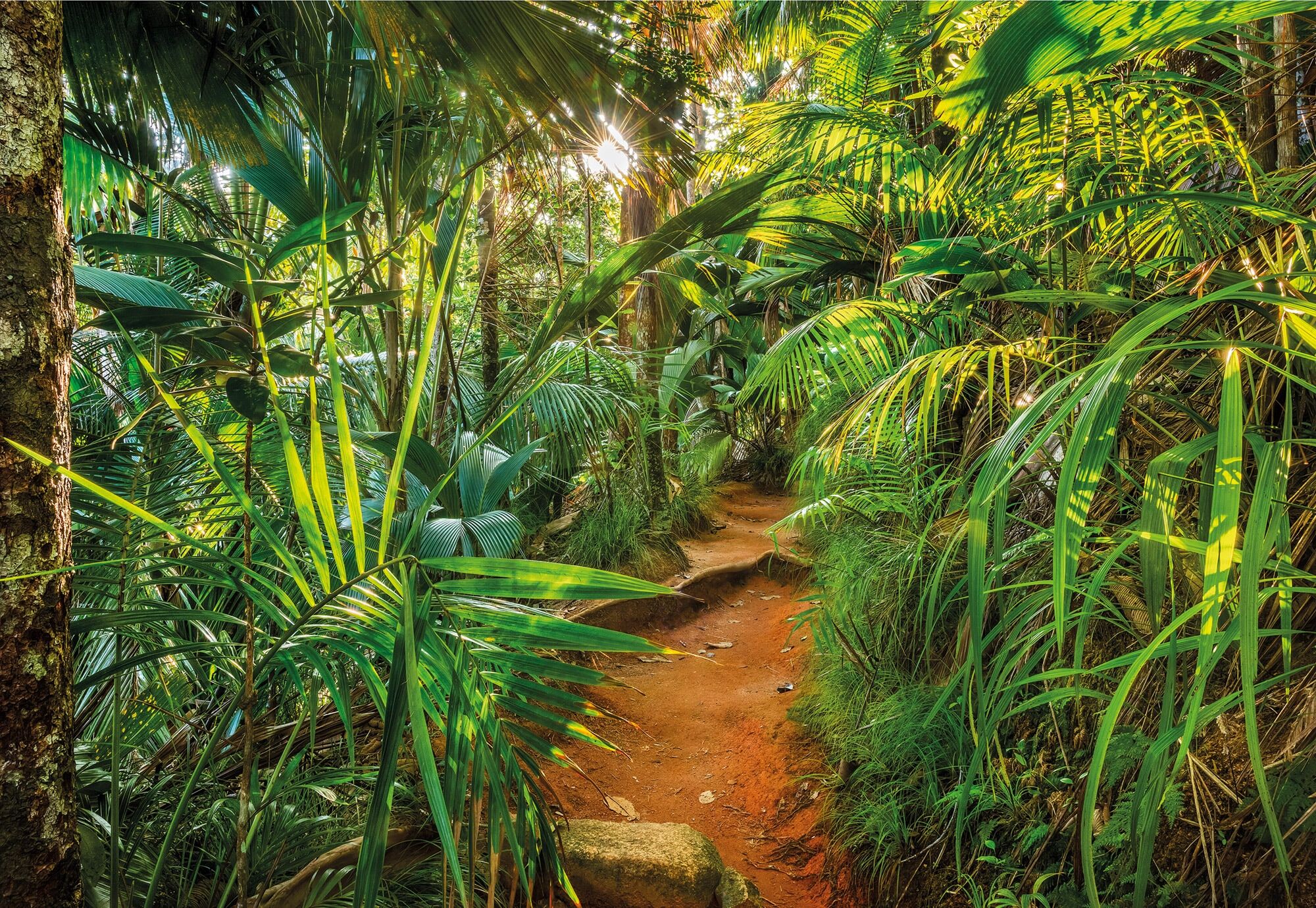 Fototapete KOMAR "Jungle Trail - Grösse 368 x 254 cm", grün, B:3,68m L:2,54m, Papier, Tapeten, Fototapete, Wohnzimmer, Schlafzimmer grün B/L: 3,68m x 2,54m, Rollen: 1