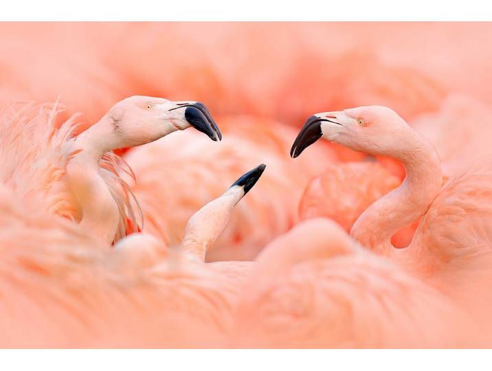 Fototapete PAPERMOON Flamingos , bunt, B:5m L:2,8m, Vlies, Tapeten, Fototapete