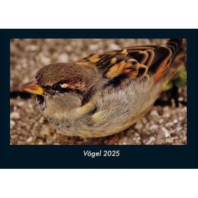 Vögel 2025 Fotokalender DIN A4