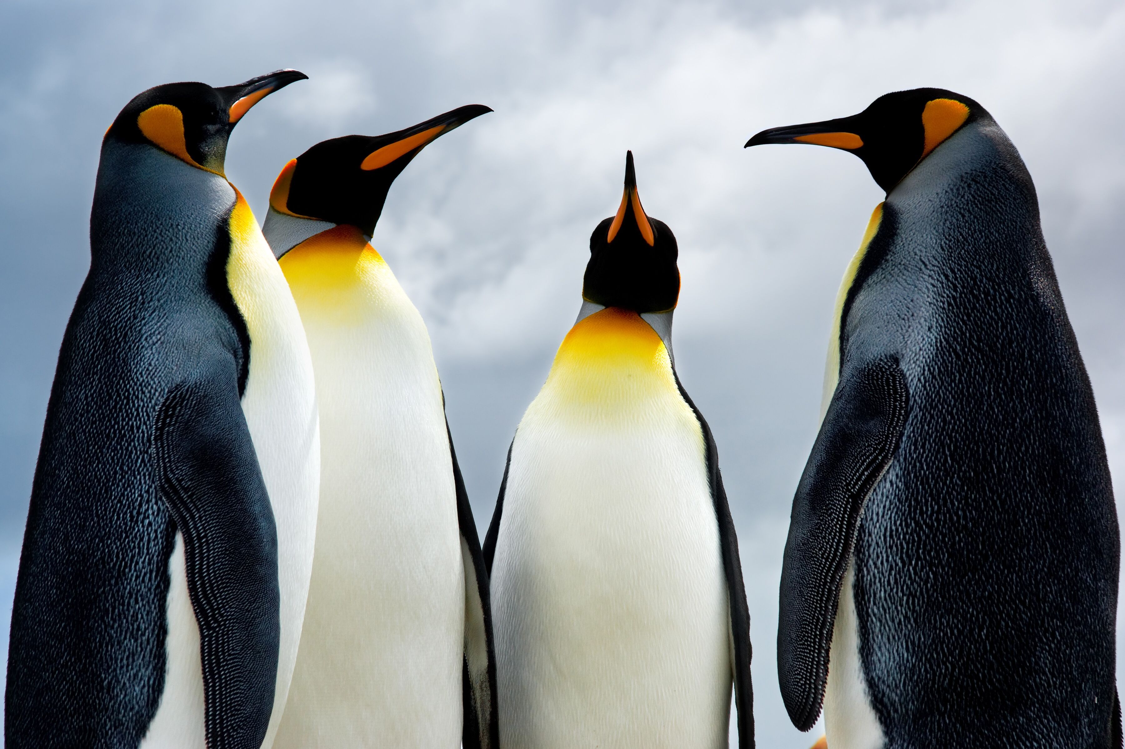 Fototapete PAPERMOON "King Pinguins", bunt, B:3m L:2,23m, Vlies, Tapeten, Fototapete bunt B/L: 3m x 2,23m, Bahnen: 6 Stk.