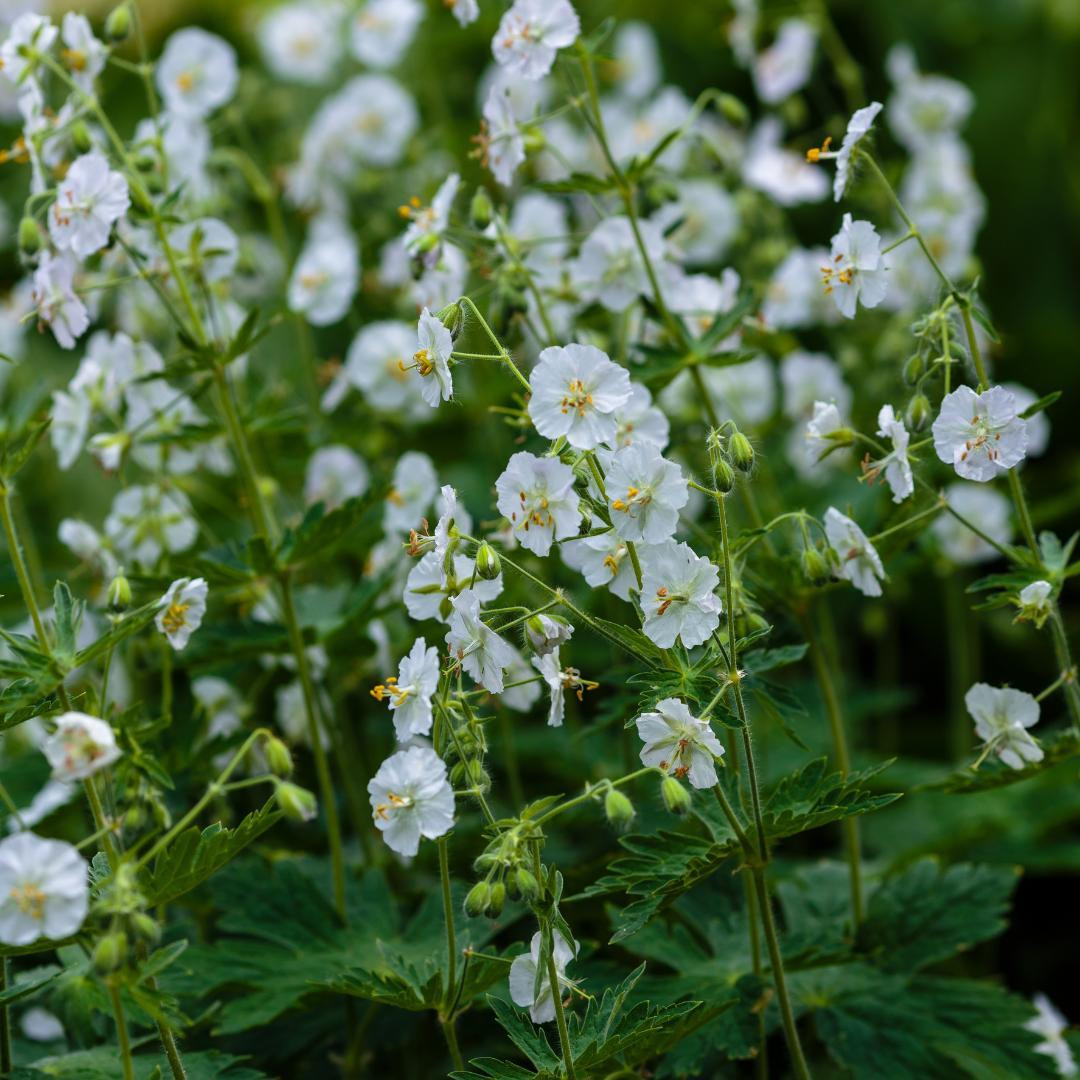 Oasis of Life Geranium macrorrhizum White Ness - 6 planten - Ø9cm - 10-25cm - Bodembedekker - Winterhard