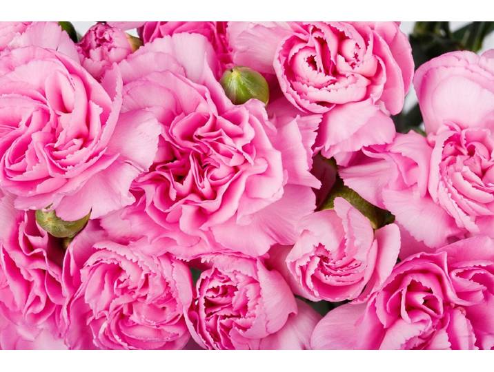 Papermoon Rosen rosa