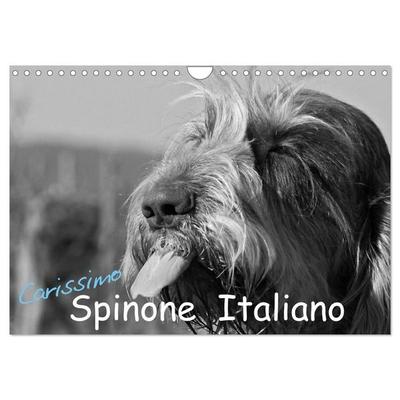 Carissimo Spinone Italiano (Wandkalender 2027 DIN A4 quer), CALVENDO Monatskalender