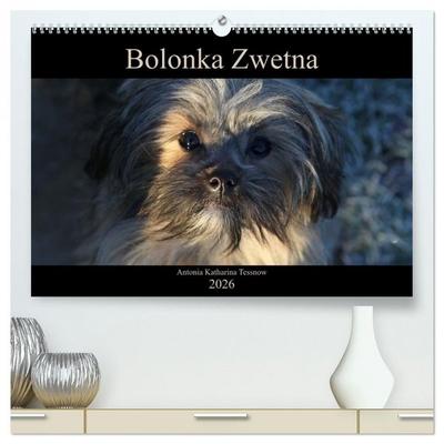 Bolonka Zwetna 2026 (hochwertiger Premium Wandkalender 2026 DIN A2 quer), Kunstdruck in Hochglanz