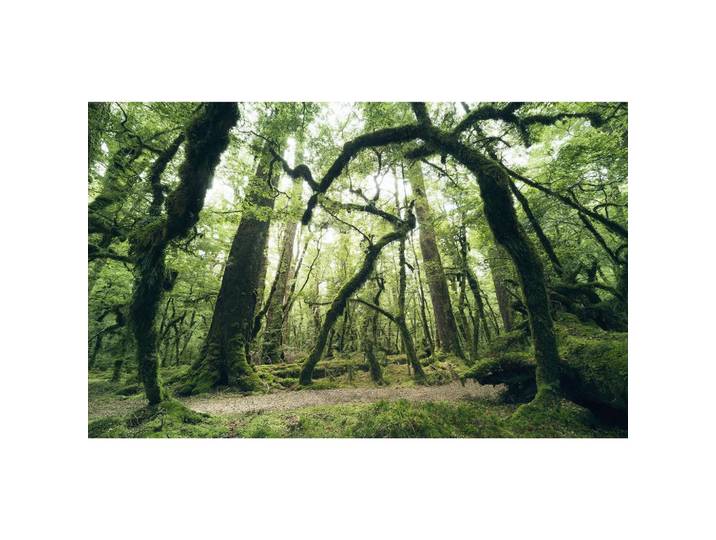 FOTOTAPETE ANCIENT GREEN