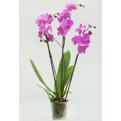 Orchidee Extra (Phalaenopsis) 3 Triebe, dunkelrosa, d12