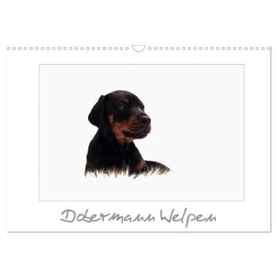 Dobermann Welpen (Wandkalender 2026 DIN A3 quer), CALVENDO Monatskalender
