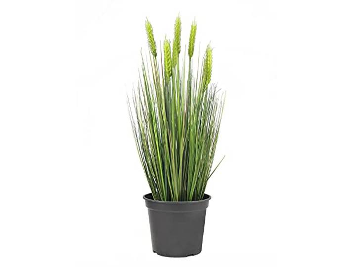 Europalms Europlams Tarwe vroege zomer 60 cm, meerkleurig