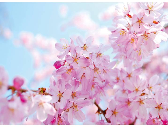 Fototapete PAPERMOON Cherry Blossom , bunt, B:3,5m L:2,6m, Vlies, Tapeten, Fototapete
