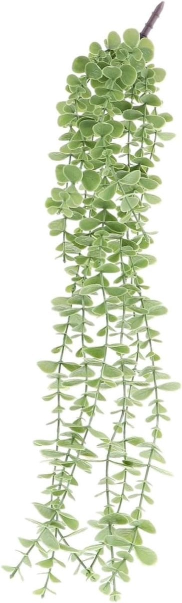 Merkloze groene hangplant voor wanddecoratie en interieurstyling